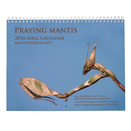 Mantidforum.net 2016 betender Mantis-Wandkalender Kalender (Rückseite)