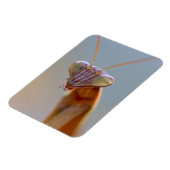 Mantids beten magnet (Linke Seite)
