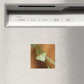 Mantids beten magnet (In Situ (Geschirrspüler))