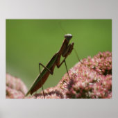 Mantids beten poster (Vorne)
