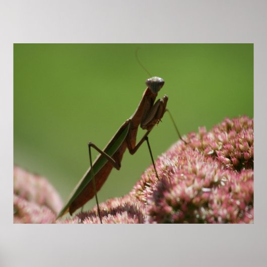 Mantids beten poster (Vorne)