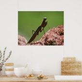 Mantids beten poster (Küche)