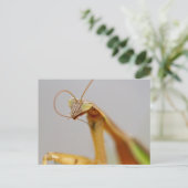Mantids beten postkarte (Stehend Vorderseite)