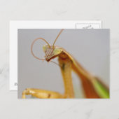 Mantids beten postkarte (Vorne/Hinten)