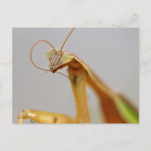 Mantids beten postkarte
