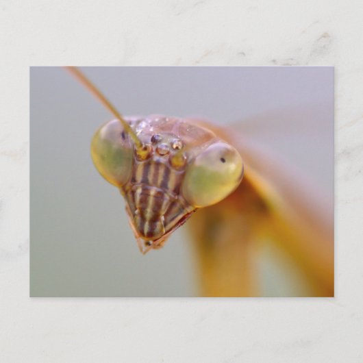 Mantids beten postkarte (Vorderseite)