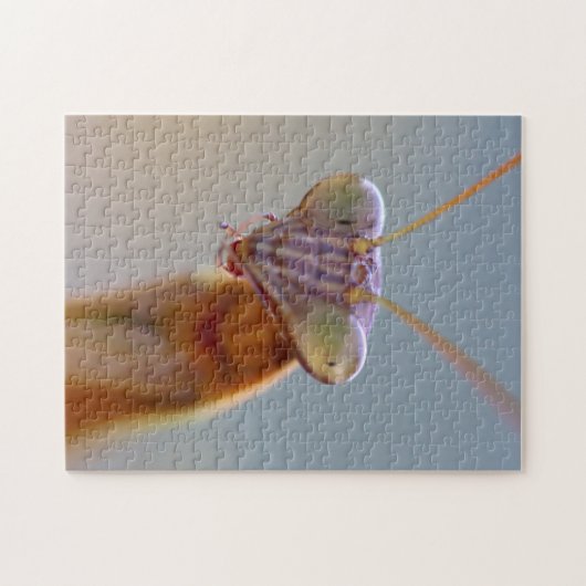 Mantids beten puzzle (Horizontal)