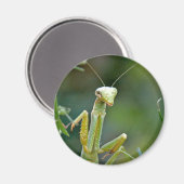 Mantis 475 Magnet (Vorderseite/Rückseite)