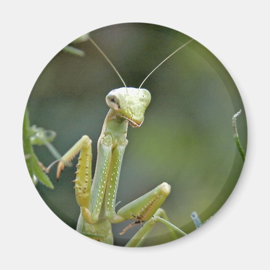 Mantis 475 Magnet (Vorne)