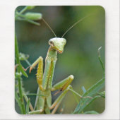 Mantis 475 Mousepad (Vorne)