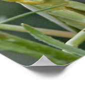 Mantis 475 Poster (Ecke)