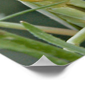 Mantis 475 Poster (Ecke)