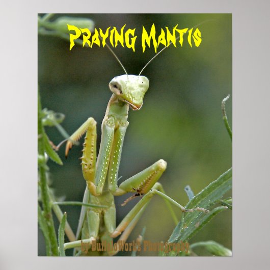 Mantis 475 Poster (Vorne)