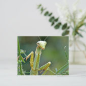 Mantis 475 Postkarte (Stehend Vorderseite)