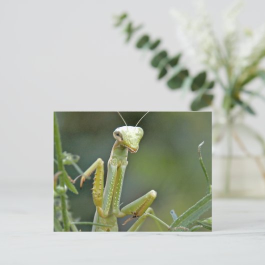 Mantis 475 Postkarte (Stehend Vorderseite)