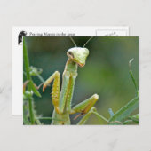 Mantis 475 Postkarte (Vorne/Hinten)