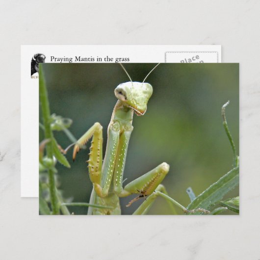 Mantis 475 Postkarte (Vorne/Hinten)