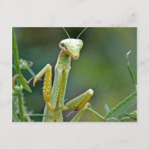 Mantis 475 Postkarte