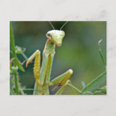 Mantis 475 Postkarte (Vorderseite)