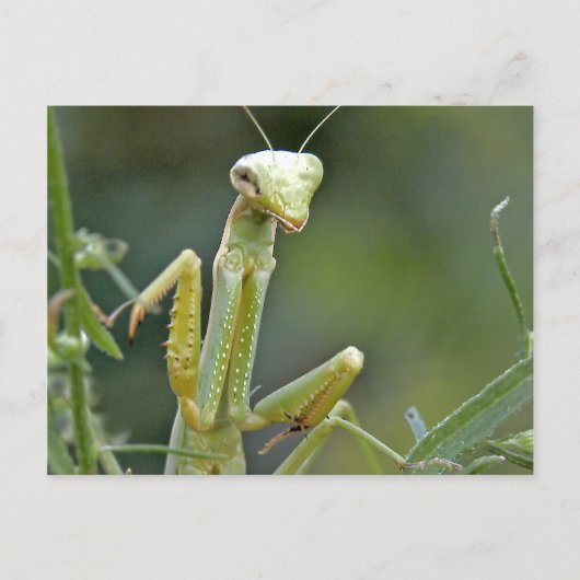 Mantis 475 Postkarte (Vorderseite)