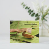 Mantis 83 ~ Postkarte (Stehend Vorderseite)