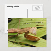 Mantis 83 ~ Postkarte (Vorne/Hinten)