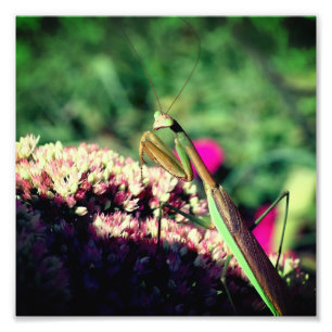 Mantis auf der Blume des Sediments Nah 8 x 8 Fotodruck