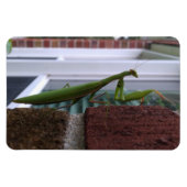 Mantis auf der Ziegelmauer beten Magnet (Horizontal)