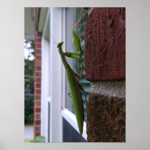 Mantis auf der Ziegelmauer beten Poster