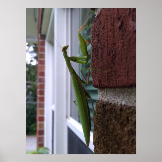 Mantis auf der Ziegelmauer beten Poster (Vorne)