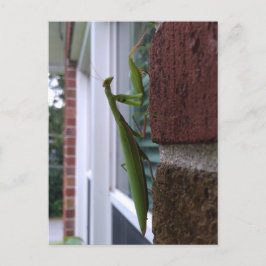 Mantis auf der Ziegelmauer beten Postkarte