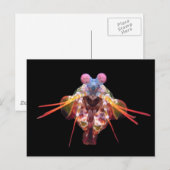 Mantis auf schwarz postkarte (Vorne/Hinten)