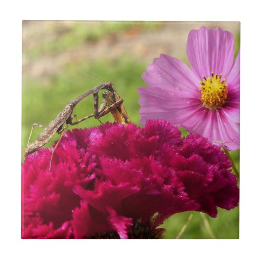 Mantis beten auf einem Mond Fliese (Vorderseite)