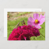 Mantis beten auf einem Mond Postkarte (Vorne/Hinten)