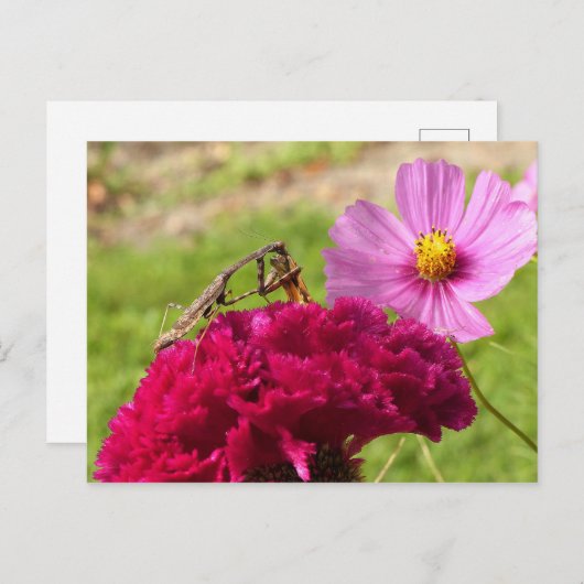 Mantis beten auf einem Mond Postkarte (Vorne/Hinten)
