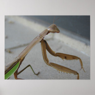Mantis beten besucht die Bibliothek Poster