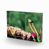 Mantis beten erschaffen Ihre eigene Fotoblock (Rechts)