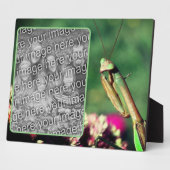 Mantis beten Ihr eigenes Foto Fotoplatte (Seite)