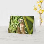 Mantis beten karte (Gelbe Blume)