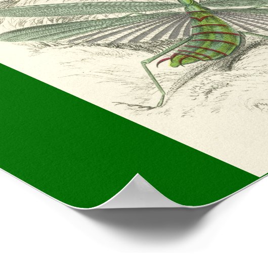 Mantis beten, Mantis Religiosa Poster (Ecke)