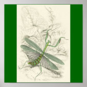 Mantis beten, Mantis Religiosa Poster (Vorne)