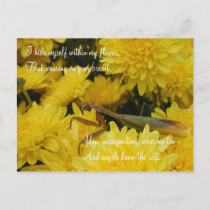Mantis & Chrysanthemums - Postkarte #2
