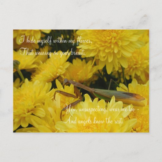 Mantis & Chrysanthemums - Postkarte #2 (Vorderseite)