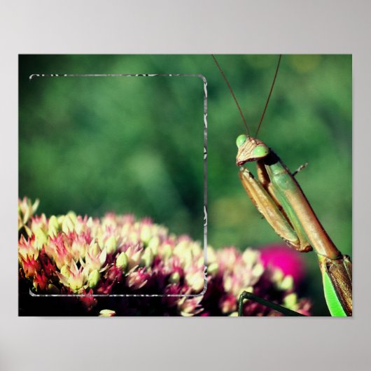 Mantis Frame beten Ihr eigenes Foto Poster (Vorne)