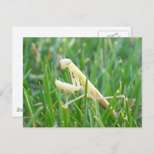 Mantis im Gras - Postkarte (Vorne/Hinten)