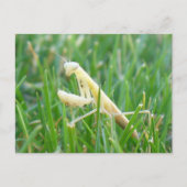 Mantis im Gras - Postkarte (Vorderseite)