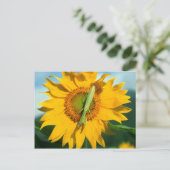 Mantis in einer Sonnenblume beten Postkarte (Stehend Vorderseite)