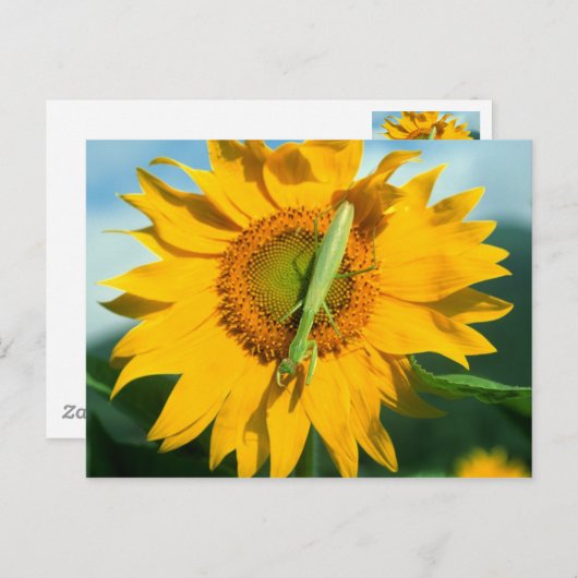 Mantis in einer Sonnenblume beten Postkarte (Vorne/Hinten)