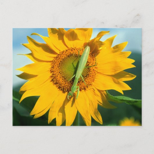 Mantis in einer Sonnenblume beten Postkarte (Vorderseite)