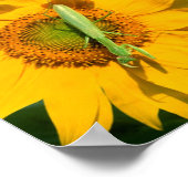 Mantis in Sonnenblumen beten Poster (Ecke)